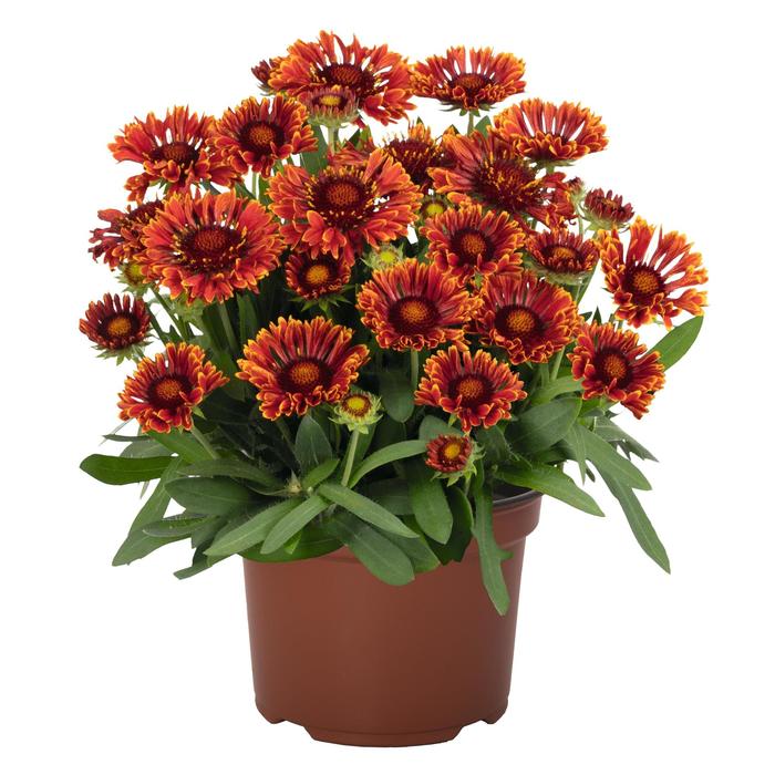 SpinTop™ 'Mariachi Red Sky' Blanket Flower - Gaillardia aristata from Ladds Gardencener