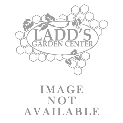 Abelia x grandiflora - Glossy Abelia